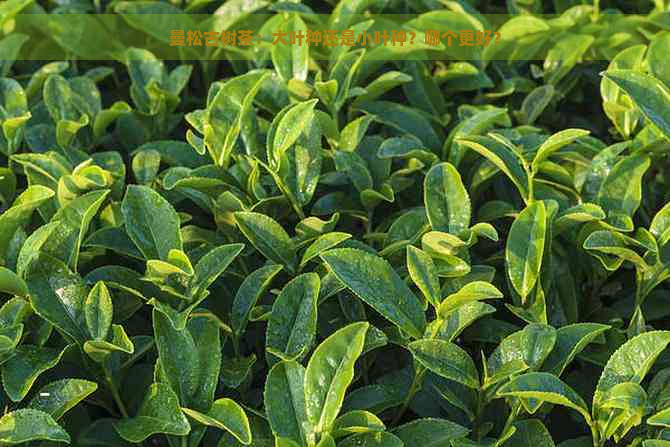 曼松古树茶：大叶种还是小叶种？哪个更好？