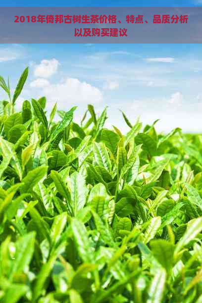 2018年倚邦古树生茶价格、特点、品质分析以及购买建议