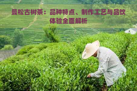 曼松古树茶：品种特点、制作工艺与品饮体验全面解析