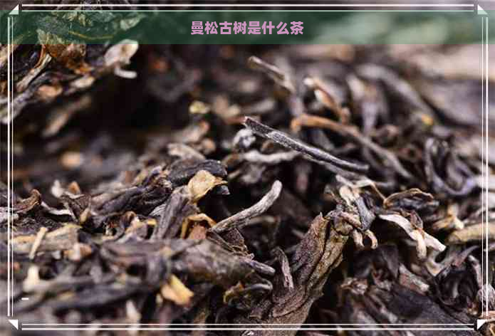 曼松古树是什么茶
