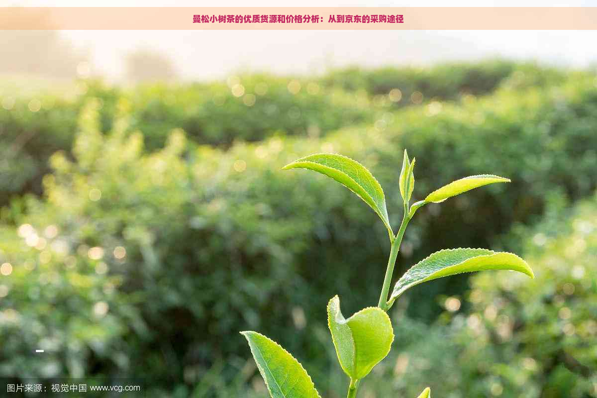 曼松小树茶的优质货源和价格分析：从到京东的采购途径