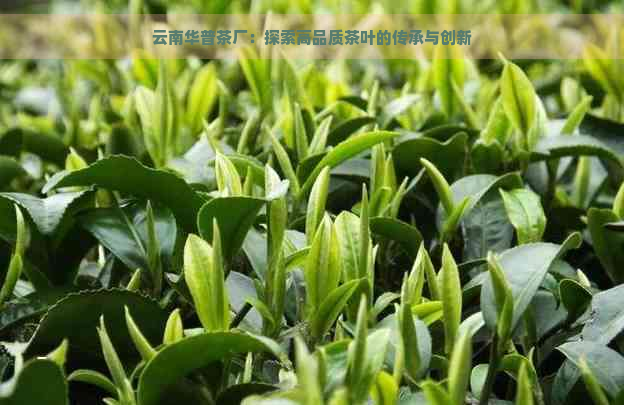 云南华普茶厂：探索高品质茶叶的传承与创新