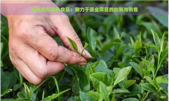 云南曼松绿色食品：致力于茶业项目的创新与销售