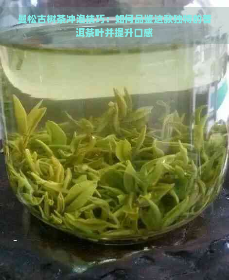 曼松古树茶冲泡技巧：如何品鉴这款独特的普洱茶叶并提升口感