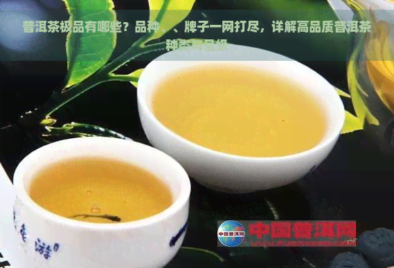 普洱茶极品有哪些？品种、、牌子一网打尽，详解高品质普洱茶种类与品级