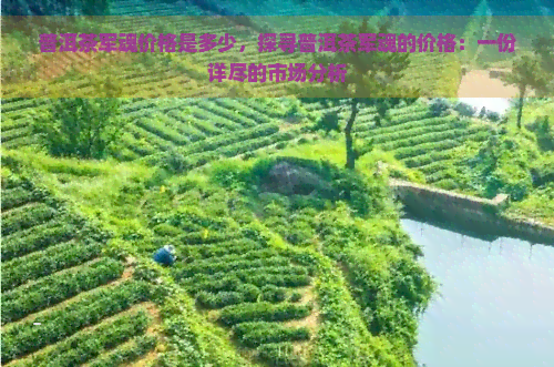 普洱茶军魂价格是多少，探寻普洱茶军魂的价格：一份详尽的市场分析