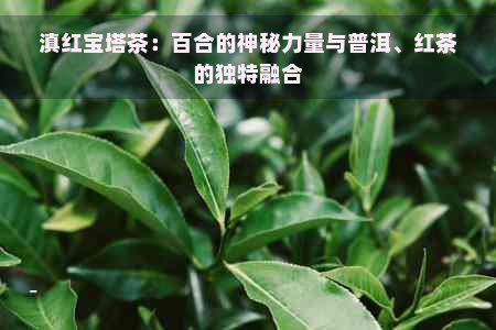 滇红宝塔茶：百合的神秘力量与普洱、红茶的独特融合