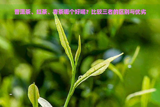 普洱茶、红茶、青茶哪个好喝？比较三者的区别与优劣