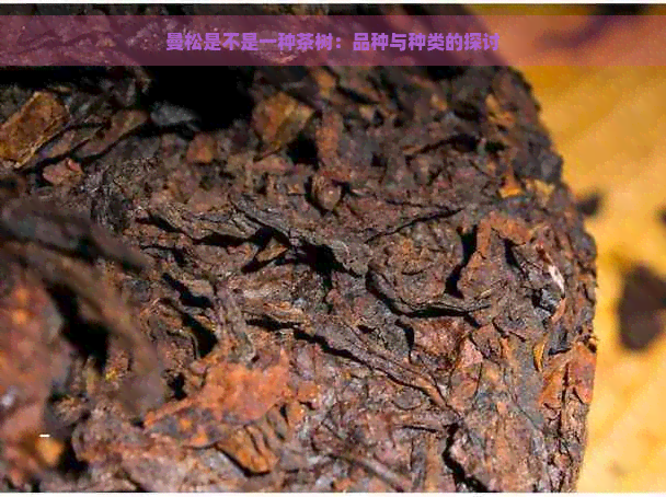 曼松是不是一种茶树：品种与种类的探讨