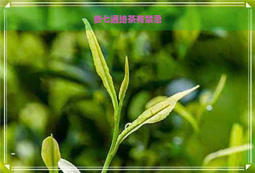 参七通络茶有禁忌