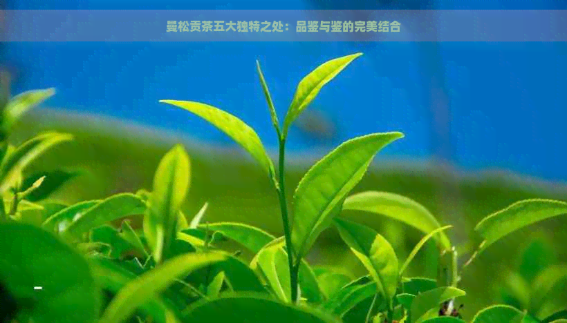 曼松贡茶五大独特之处：品鉴与鉴的完美结合