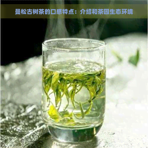 曼松古树茶的口感特点：介绍和茶园生态环境