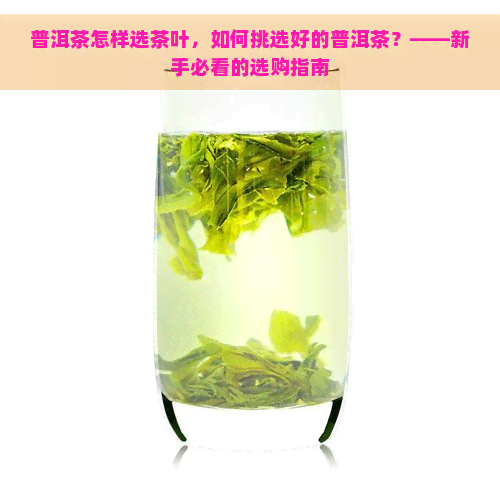 普洱茶怎样选茶叶，如何挑选好的普洱茶？——新手必看的选购指南