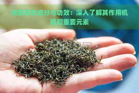 减肥茶的成分与功效：深入了解其作用机理和重要元素