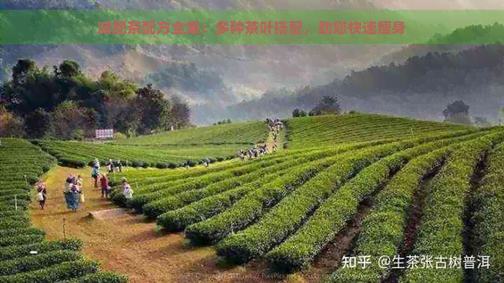 减肥茶配方全集：多种茶叶搭配，助您快速瘦身