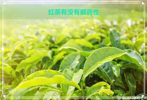 红茶有没有解药性