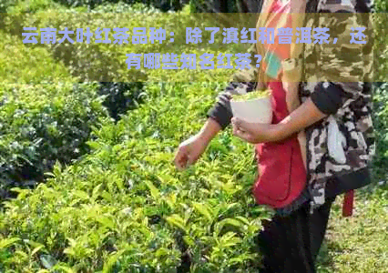 云南大叶红茶品种：除了滇红和普洱茶，还有哪些知名红茶？