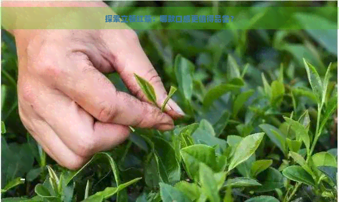 探索立顿红茶：哪款口感更值得品尝？