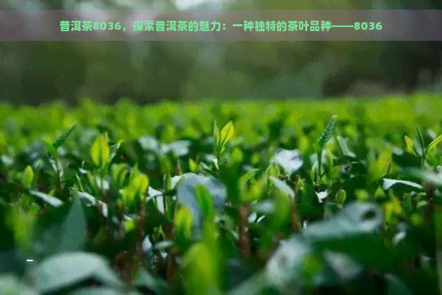 普洱茶8036，探索普洱茶的魅力：一种独特的茶叶品种——8036