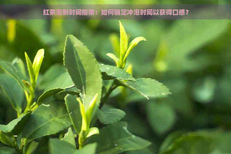 红茶泡制时间指南：如何确定冲泡时间以获得口感？