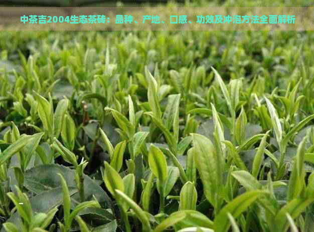 中茶吉2004生态茶砖：品种、产地、口感、功效及冲泡方法全面解析