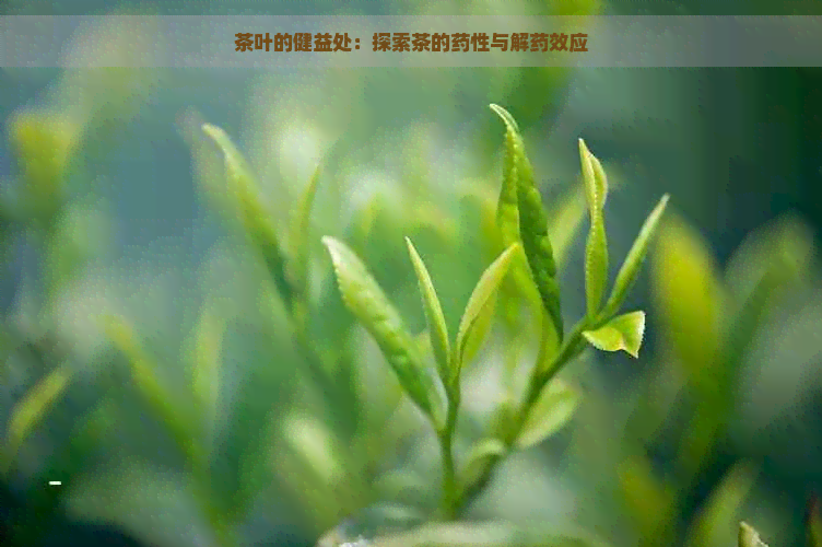 茶叶的健益处：探索茶的药性与解药效应