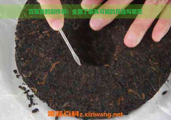 百草茶的副作用：全面了解其可能的风险与禁忌