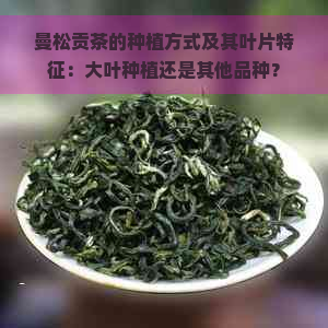 曼松贡茶的种植方式及其叶片特征：大叶种植还是其他品种？