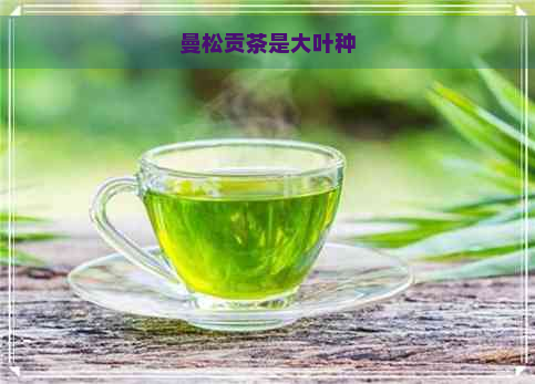 曼松贡茶是大叶种