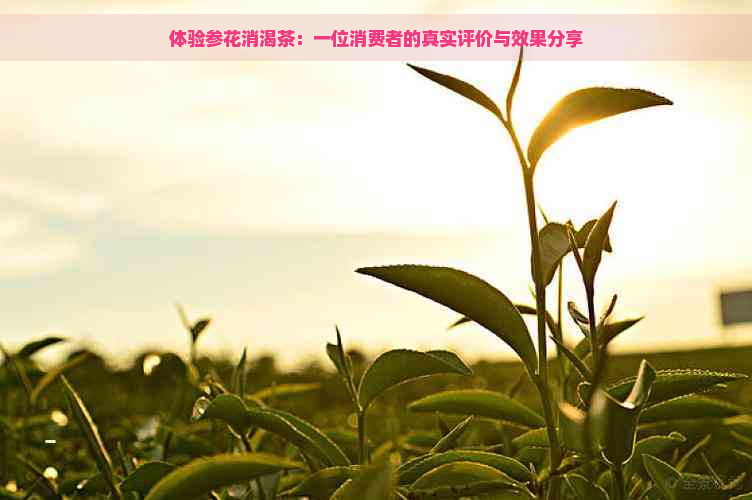 体验参花消渴茶：一位消费者的真实评价与效果分享