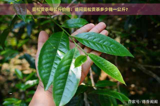 曼松贡茶每公斤价格：请问曼松贡茶多少钱一公斤？