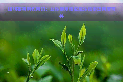 降脂茶有副作用吗：女性使用情况及注意事项百度百科