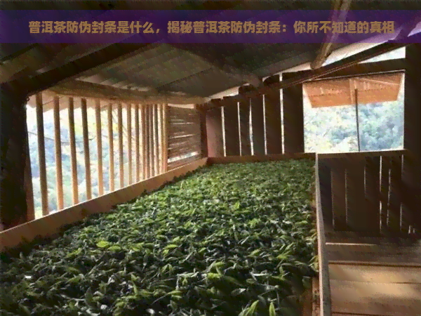 普洱茶防伪封条是什么，揭秘普洱茶防伪封条：你所不知道的真相