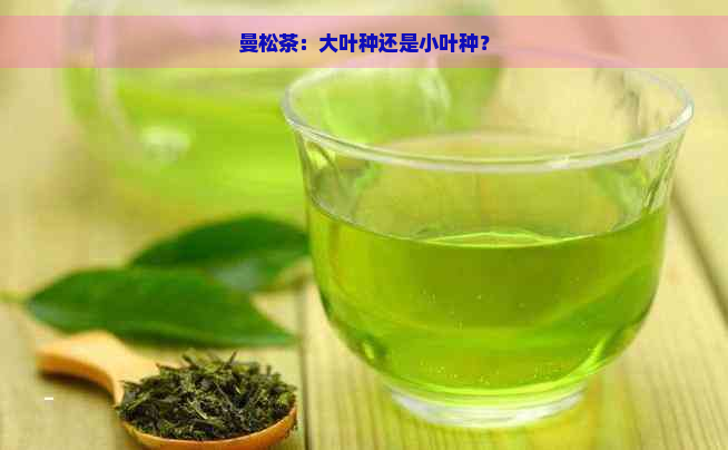 曼松茶：大叶种还是小叶种？