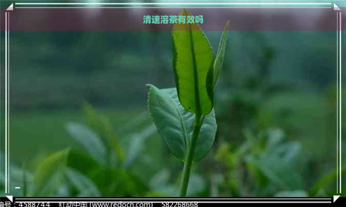 清速溶茶有效吗