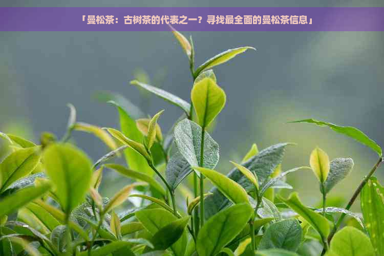 「曼松茶：古树茶的代表之一？寻找最全面的曼松茶信息」