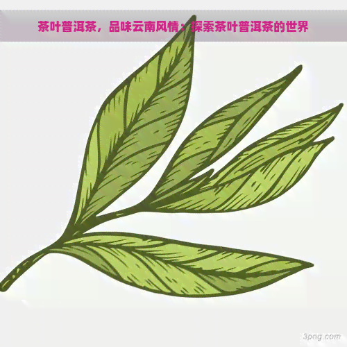 茶叶普洱茶，品味云南风情：探索茶叶普洱茶的世界