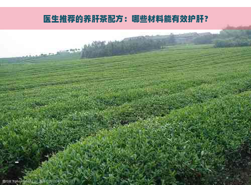 医生推荐的养肝茶配方：哪些材料能有效护肝？