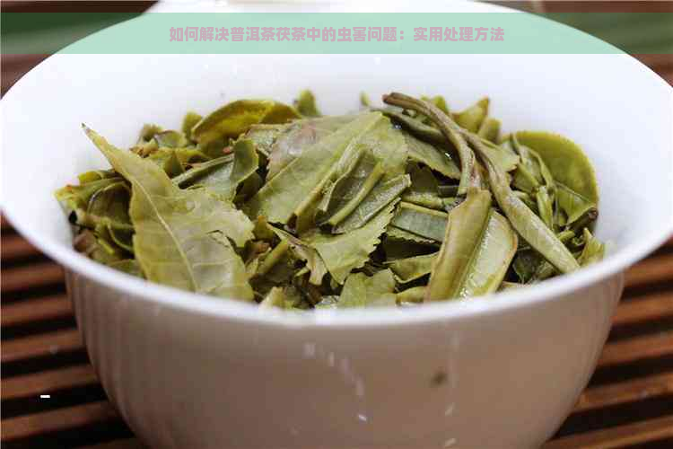 如何解决普洱茶茯茶中的虫害问题：实用处理方法