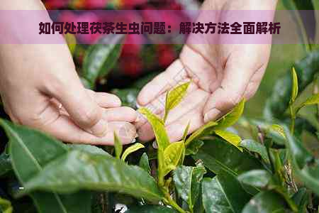 如何处理茯茶生虫问题：解决方法全面解析