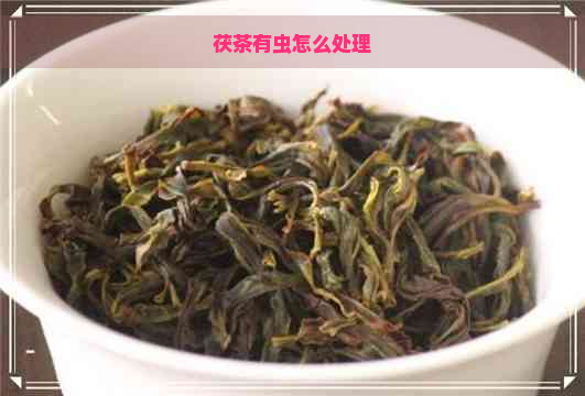 茯茶有虫怎么处理