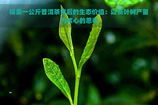 探索一公斤普洱茶背后的生态价值：以茶叶树产量为核心的思考