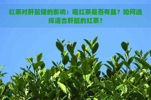 红茶对肝脏健的影响：喝红茶是否有益？如何选择适合肝脏的红茶？