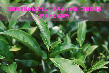 顶级普洱茶名称是什么，探寻茶叶珍品：顶级普洱茶的神秘名字解析