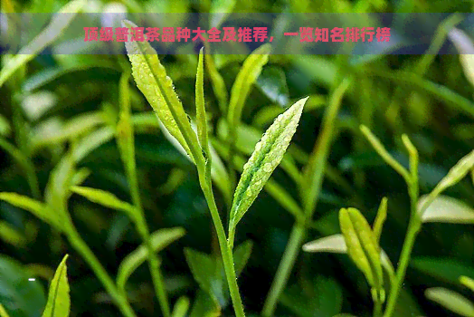 顶级普洱茶品种大全及推荐，一览知名排行榜