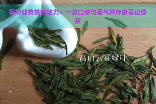 探寻仙枝茶的魅力：一款口感与香气并存的高山绿茶