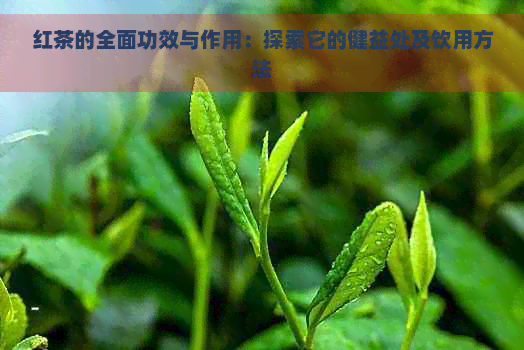 红茶的全面功效与作用：探索它的健益处及饮用方法