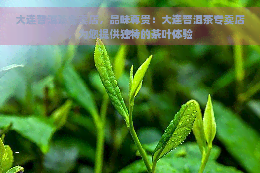 大连普洱茶专卖店，品味尊贵：大连普洱茶专卖店，为您提供独特的茶叶体验