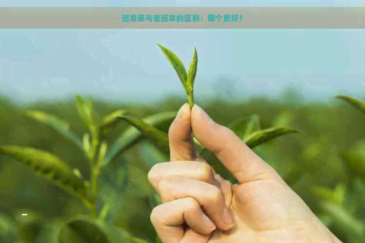 班章茶与老班章的区别：哪个更好？