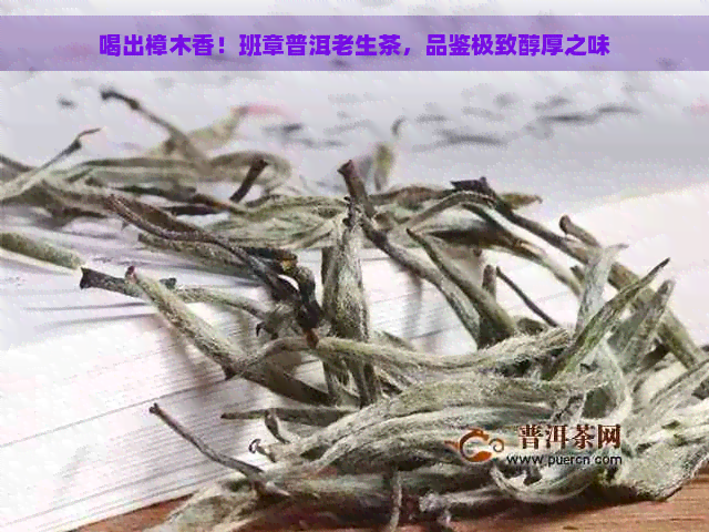 喝出樟木香！班章普洱老生茶，品鉴极致醇厚之味